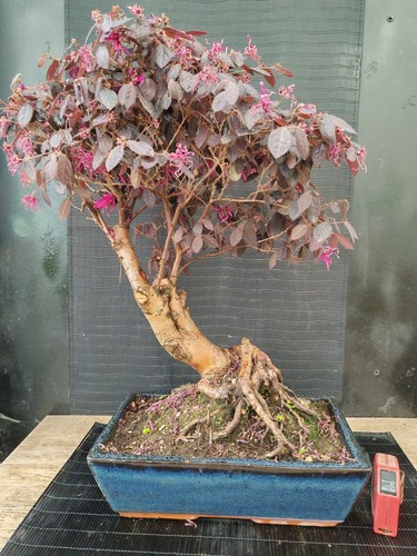 Bonsai loropetalo 55 cm - di,