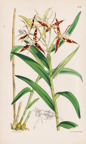 Epidendrum criniferum costa - epidendrum,