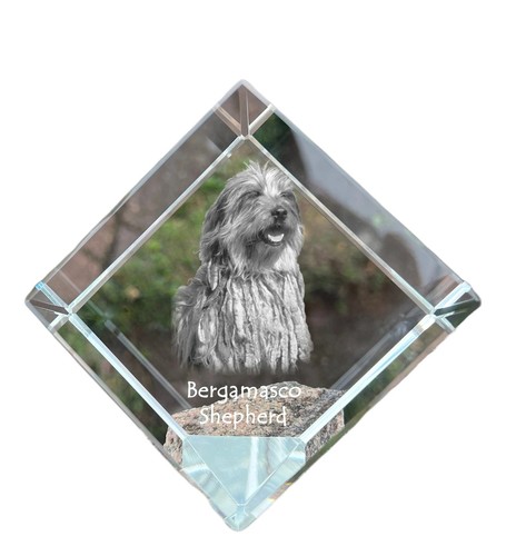 Cane pastore bergamasco - da,