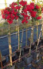 Piracanta rossa "Pyracantha coccinea" pianta Alberello da siepe vaso 2lt. h1 mt