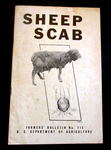 Vtg 1952 sheep - 1952, farmers
