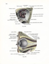 Stampa antica ANATOMIA dell' OCCHIO oculista medicina Sobotta 1931 Antique print