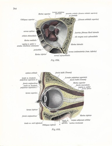 Stampa antica anatomia - stampa,