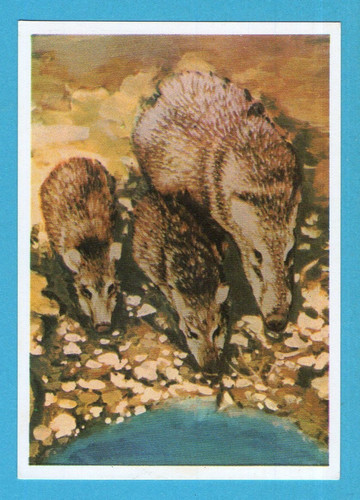 Animali tutto il - animali,