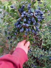 3 Kg Bacche di mirto Sardo