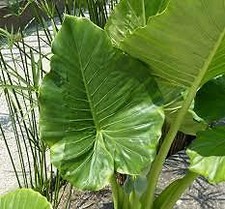 ALOCASIA MACRORRHHIZA, ORECCHIA DI ELEFANTE H 70CM
