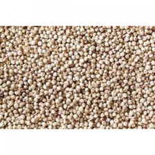 SEMI DI SORGO BIANCO 25 KG -