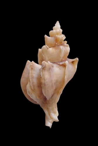 Shell conchiglia bareotrophon - shell,