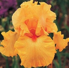 n.1 pianta di Iris Germ. var