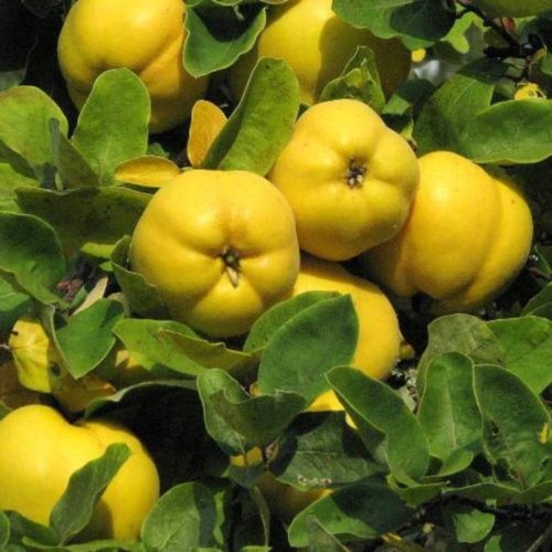 Pianta frutto melo - frutto,