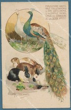 BELTRAME ACHILLE. Esposiz