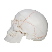Modello di cranio umano