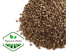 Semi di canapa per pesca alla carpa 5-10-15-20-25 kg