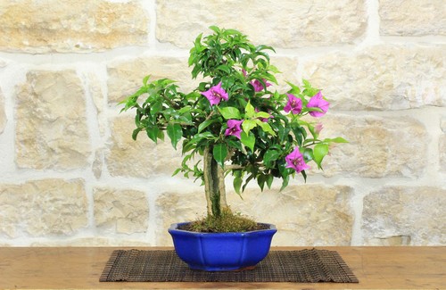 Bonsai bougainvillea - bonsai,