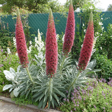 536w echium wildpretii - echium,