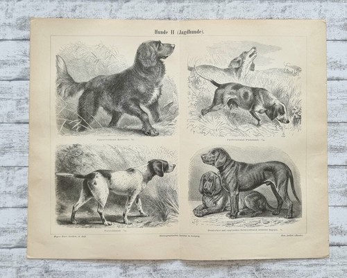 Cani caccia cane da - cani,