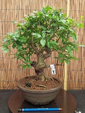 Bonsai melograno neikan h - bonsai,