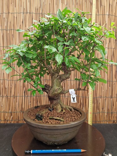 Bonsai melograno neikan h - melograno,