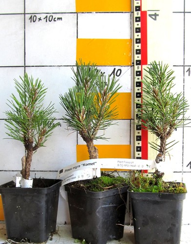 Pinus nigra komet varietà - nigra,