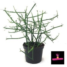 Pianta Euphorbia Tirucalli, pencil tree, pencil cactus, fire stick, 20cm, vaso 9
