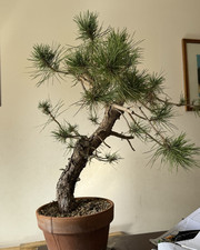 Pino nero bonsai yamadori - nero,