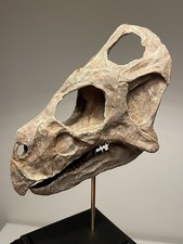 Graciliceratops / Microceratus
