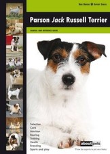 Parson jack russell terrier - parson,