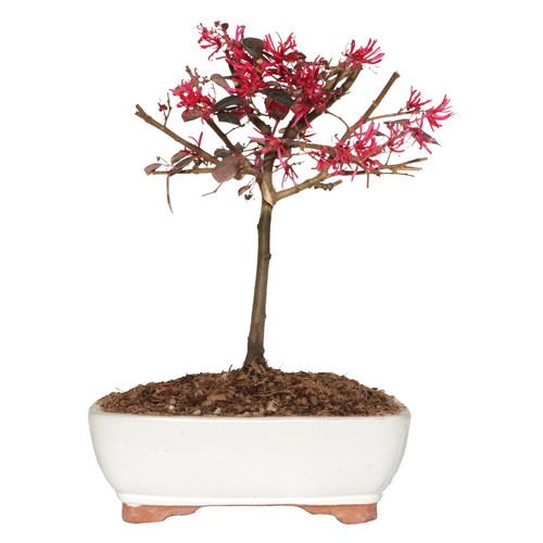 Bonsai loropetalum da - -,