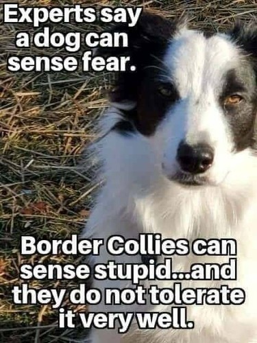 Border collie magnete - border,