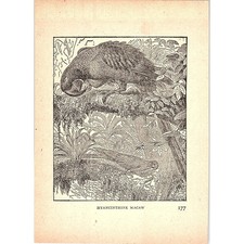 Piastra incisione Giacinto Ara 1902 AF4-H4