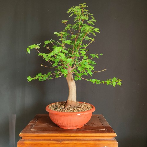 Pre bonsai acero tridente - bonsai, di