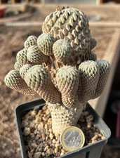 Pelecyphora aselliformis (Mexico) Pianta adulta semina 2005