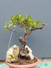 Bonsai ficus 35x20cm - 35x20cm, pianta