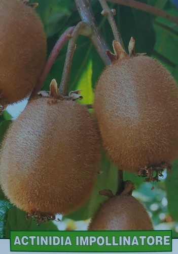 Kiwi actinidia impollinatore - kiwi,