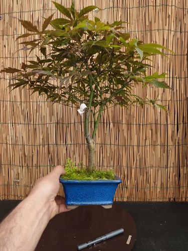 Bonsai acero palmatum verde - acero,
