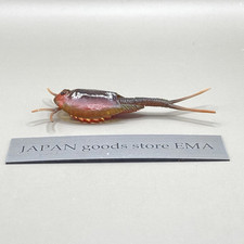 Granchio a ferro di cavallo