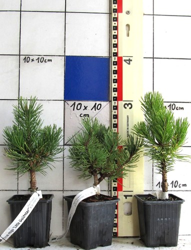 Pinus mugo little - pinus, "little