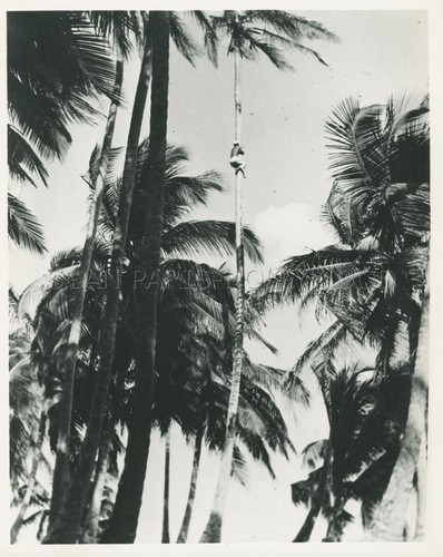 Hans hass lotte - hans,