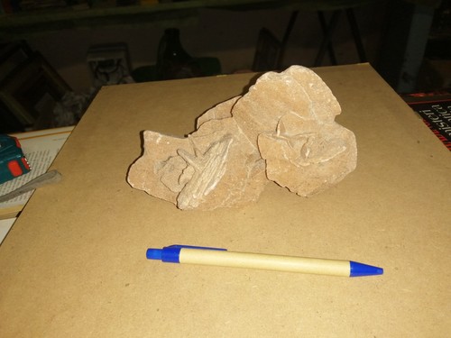 Rosa del deserto x - rosa, 12