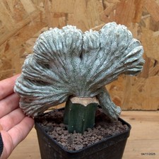 Astrophytum myriosigma onzuka
