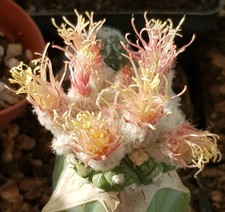 Astrophytum asterias shinshowa  Very beautiful No Copiapoa Ariocarpus