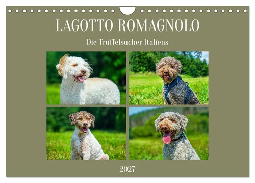 Lagotto romagnolo die - -,
