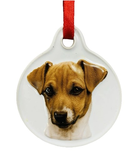 Jack russell terrier cane - russell,