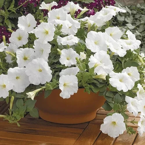 Semi petunia bianca - 70,