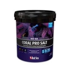 Red sea coral - coral, sale