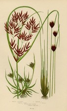 1899 Antica Stampa = PAPIRO