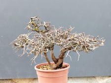 Pre-Bonsai Di Prunus Spinosa