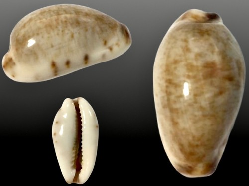 Cypraea gracilis macula
