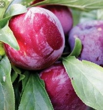 PIANTA DA FRUTTO SUSINO