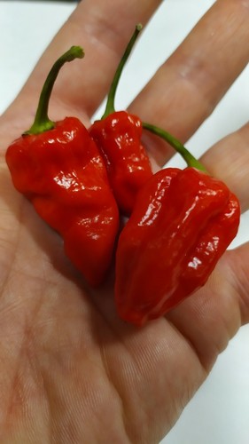 Naga morich semi seeds di - naga,